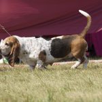 Basset Hound petolog.com