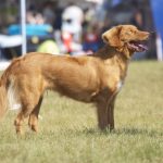 Nova Scotia Duck Tolling Retriever