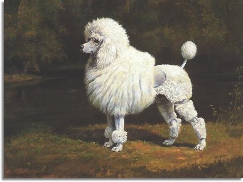 Kuprin's white Poodle 319157 1