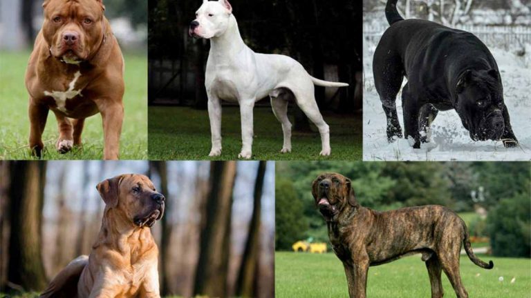 Most Banned Dog Breeds By Countries Updated 2024 XL Bully UK   Banned Dogs 768x432 