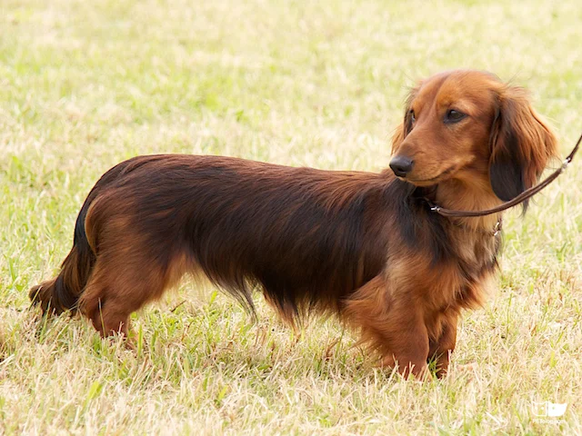 Appearance is deceptive: top most aggressive dog breeds Dachshund