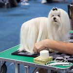 Maltese