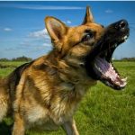 most dangerous dogs
