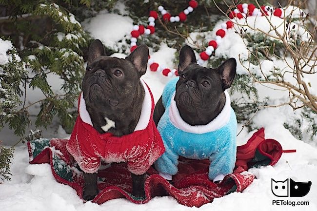 Maya and Stitch new year photo Мая и Ститч новый год