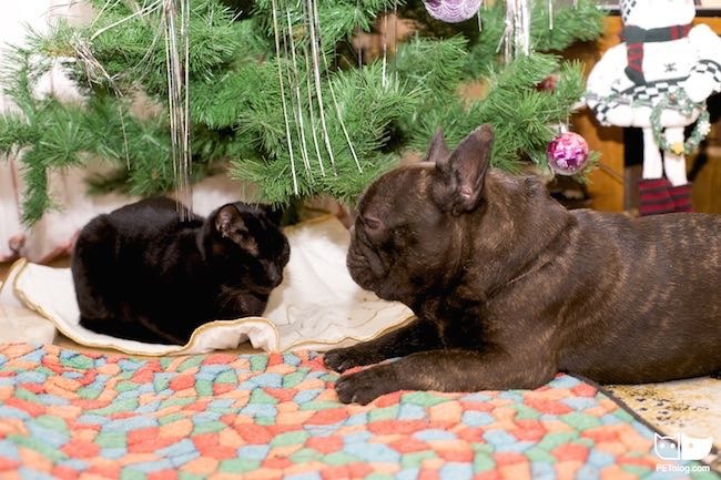 Black cat and French Bulldog New Year photo Black cat and French Bulldog New Year photo
