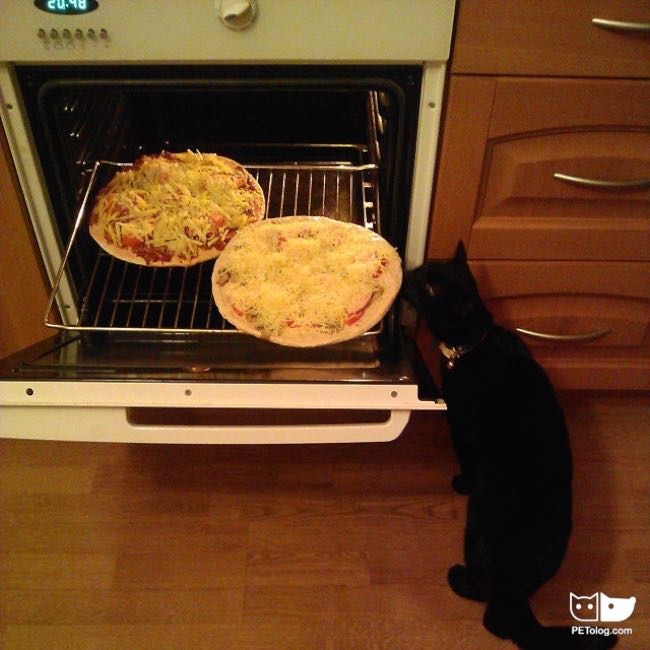 Black Cat and pizza Black Cat and pizza