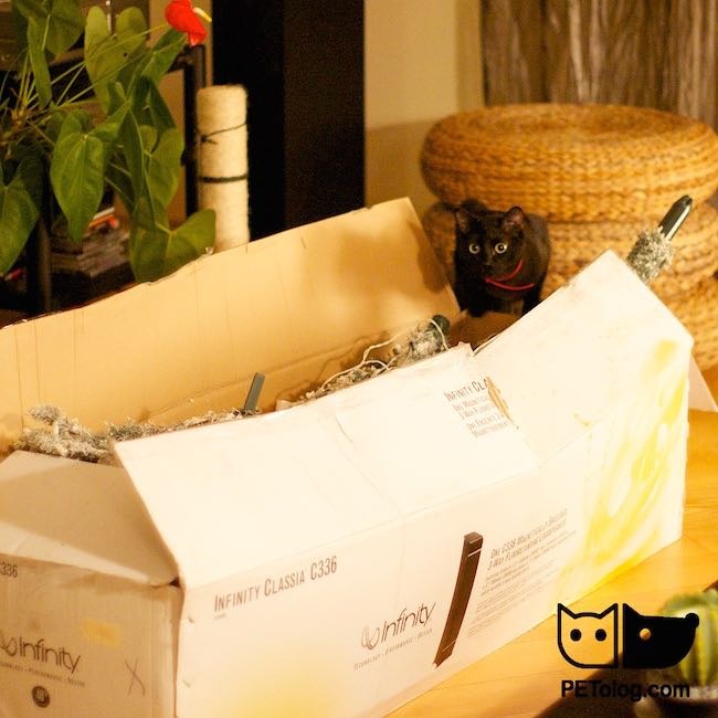 New Year tree and black cat photo New Year tree and black cat photo