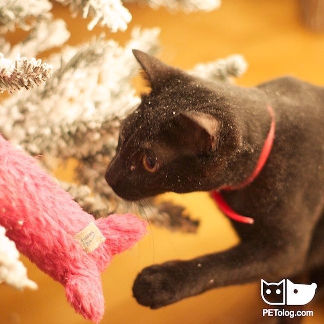 Black cat photo Black cat photo