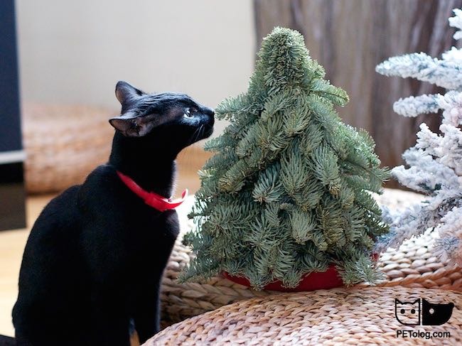 New year cat 2016 New year cat 2016