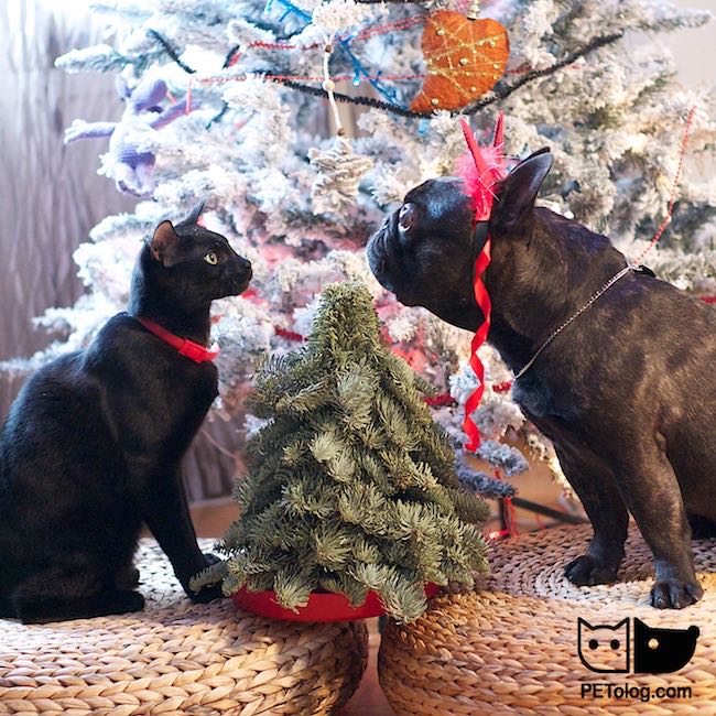 New Year Pets 2016 photo New Year Pets 2016 photo