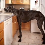 most lages dog