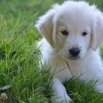 lithuanian dogs titles