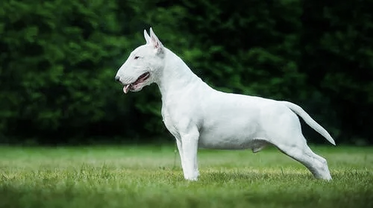 banned dog breeds english bull terrier