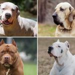 Banned dog breeds in UK