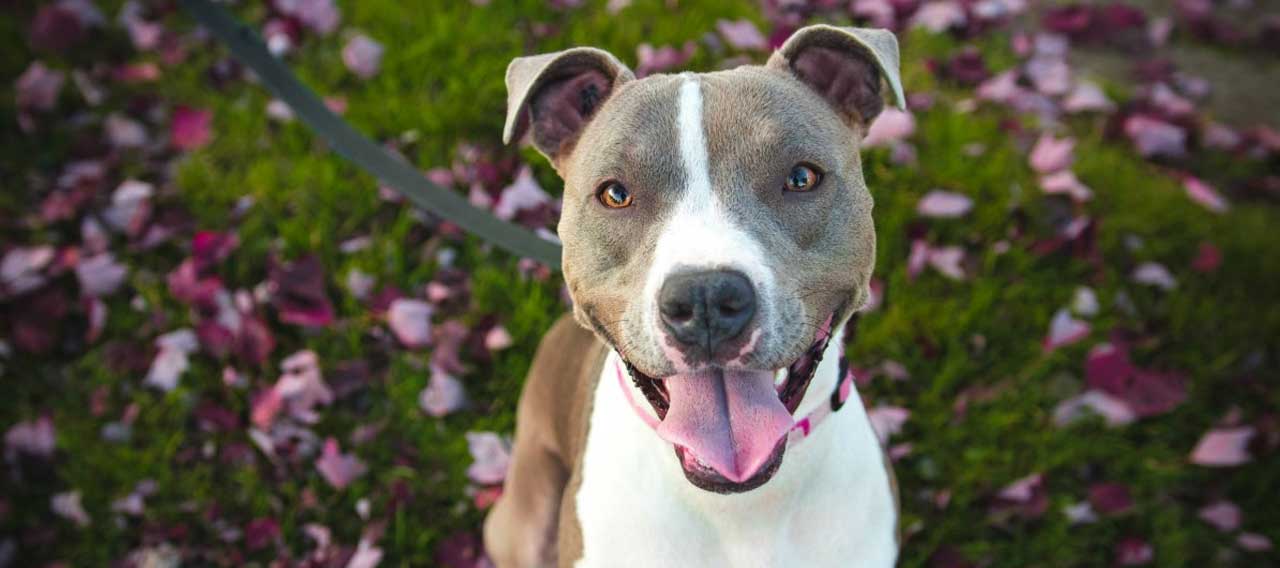 Best Collars for Pitbulls: Review 1 best collars for pitbulls