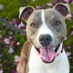best collars for pitbulls