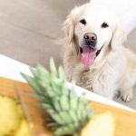 can dogs eat dried pineapple