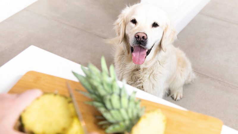 Can Dogs Eat Dried Pineapple? 2 can dogs eat dried pineapple
