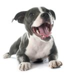 Best affordable dog food for pitbulls
