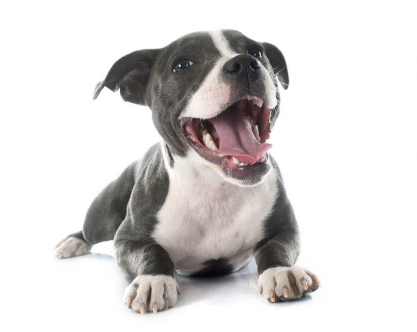 Best affordable dog food for pitbulls 1 Best affordable dog food for pitbulls