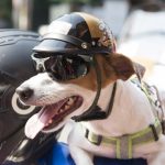 dog on motorcycle: why need helmet, carrier, googles, jacket?