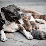 how many puppies can a pitbull have