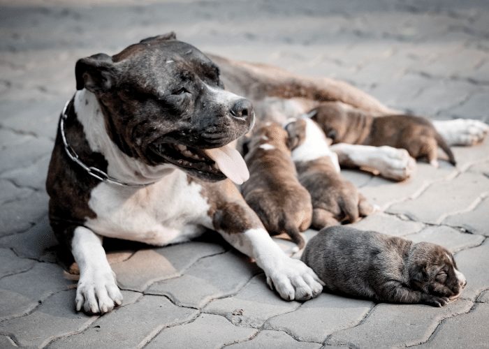 Types fashion of pitbull puppies