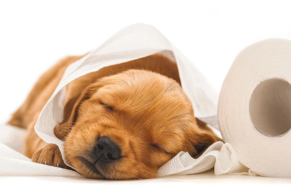 The secret of how to clean dried dog diarrhea off carpet 1 the secret of how to clean dried dog diarrhea off carpet