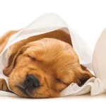the secret of how to clean dried dog diarrhea off carpet